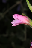 Gladiolus italicus RCP5-2019 (11).JPG